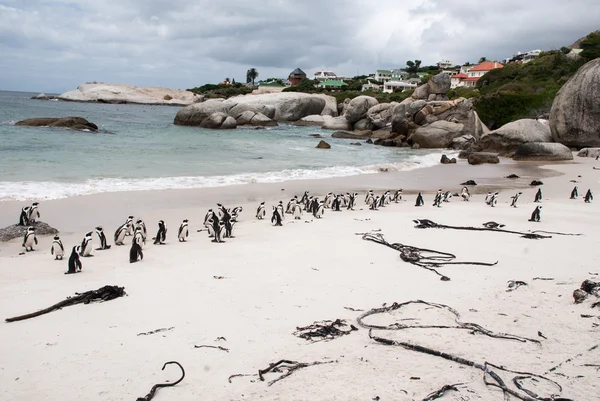 Pingouins sur une plage — Photo