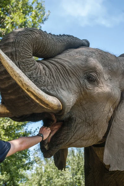 Elefant — Stockfoto