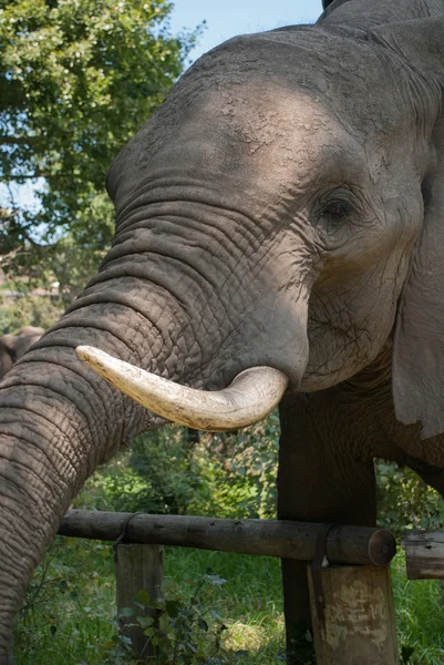 Elefant — Stockfoto