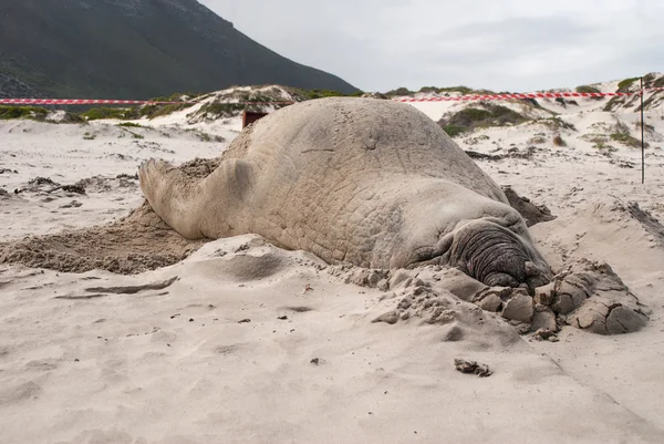 Sleeping male elephant seal on a beach — Stock Photo, Image