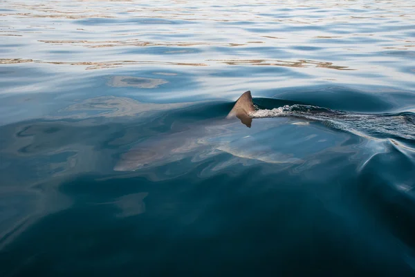 偉大な白いサメ （ホオジロザメ) — ストック写真