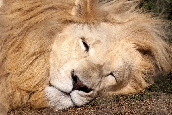 White lion — Stock Photo, Image