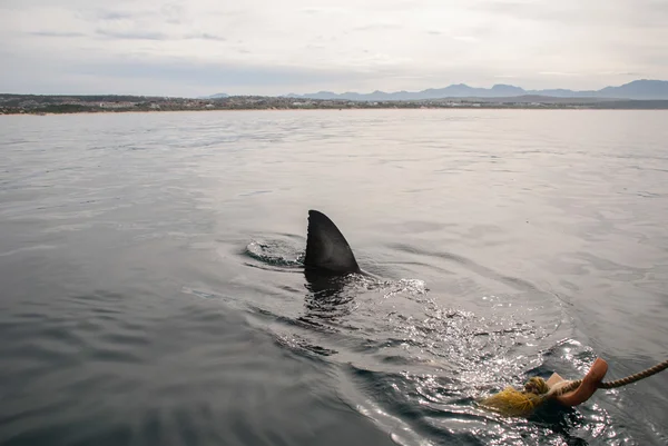 Great white shark (Carcharodon carcharias) — Stock Photo, Image