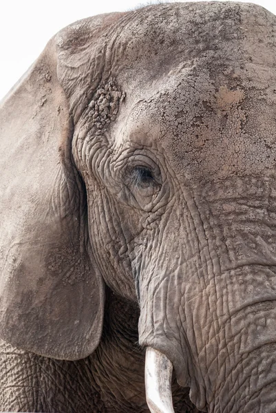 Ein Elefant in einem Wildreservat in Südafrika — Stockfoto