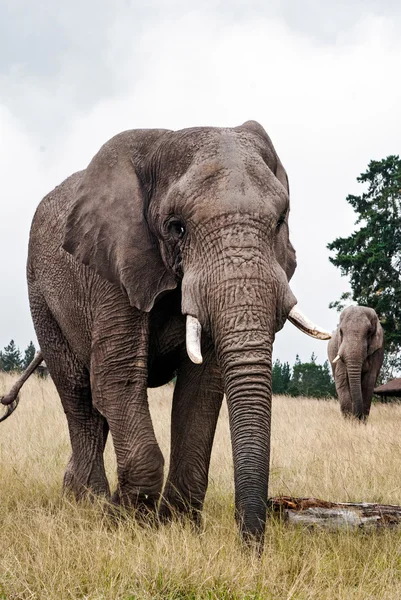 Ein Elefant in einem Wildreservat in Südafrika — Stockfoto