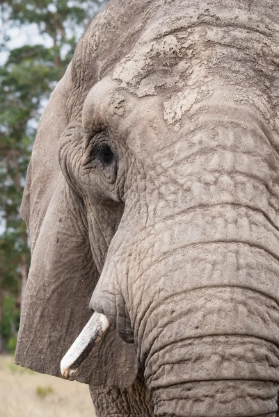 Ein Elefant in einem Wildreservat in Südafrika — Stockfoto