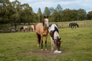 Atlar ağaçlarla çevrili yemyeşil bir çayırda durup otlarlar. Sakin kırsal alan, açık alanların ve taze otların tadını çıkarırken sakin bir ortam sağlıyor.