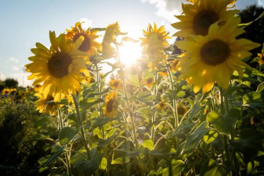 Sunflowers in full bloom with sunlight streaming through their petals, creating a radiant scene in a lush field. Vibrant yellow flowers brighten the landscape under a clear sky