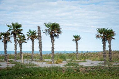 Kıyıdaki palmiye ağaçları okyanusun arka planına ve bulutlu gökyüzüne karşı dik dururlar. Ağaçlar yeşil bitki örtüsüyle çevrili, sakin ve doğal bir deniz havası yaratıyor.