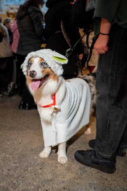 Tüylü koyun kostümü giyen köpek kapalı bir etkinlikte tasma takıyor ve yakınlarda insanlar var. Köpek mutlu görünüyor, dili açık ve parlak gözlü bir ifadeyle.