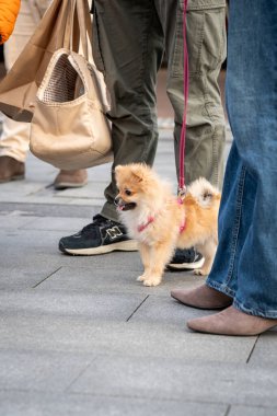 Tasmalı küçük tüylü köpek insanlarla duruyor. Grup açık havada, muhtemelen bir kişi alışveriş torbaları taşıdığı için alışverişle meşgul görünüyor. Köpek uyanık ve meraklı görünüyor.