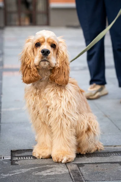 Altın cocker spaniel yanında bir kişi dururken sakince tasmasını takar. Köpeklerin dışavurumcu gözleri ve kabarık kürkleri, nazik doğasını gözler önüne seriyor.
