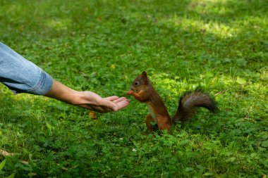 İnsan, yemyeşil bir çayırda arka ayakları üzerinde duran meraklı bir sincabı beslemek için elini uzatır. Sahne bir etkileşim anı yakalar ve doğayla bağlantı kurar.