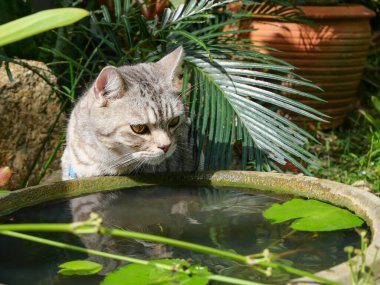 Güzel sarı gözlü sevimli kedi bahçedeki nilüfer havuzundan su içiyor.