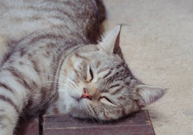 Şirin tekir kediyi kapat. Tahta ve beton zeminde uyu.