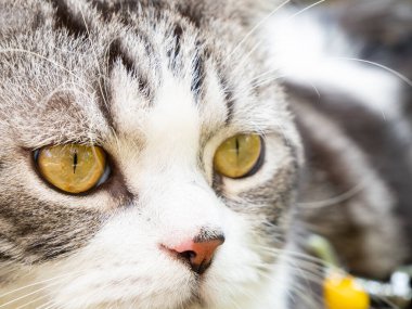 Arka plan olarak tekir kedinin güzel sarı gözlerini kapat