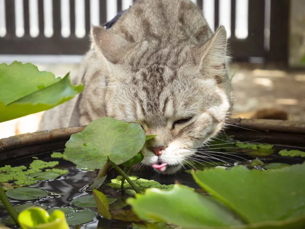 Güzel Sarı Gözlü Sevimli Kedi Bahçedeki Nilüfer Havuzundan Içiyor — Stok fotoğraf