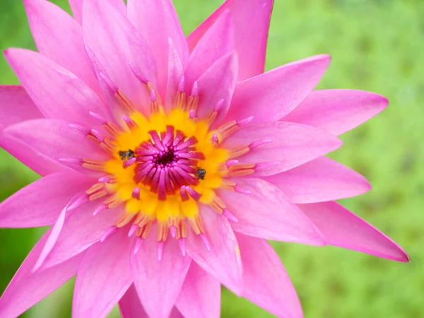 Mooie Roze Lotus Bloem Waterlelie Groene Plant Achtergrond — Stockfoto