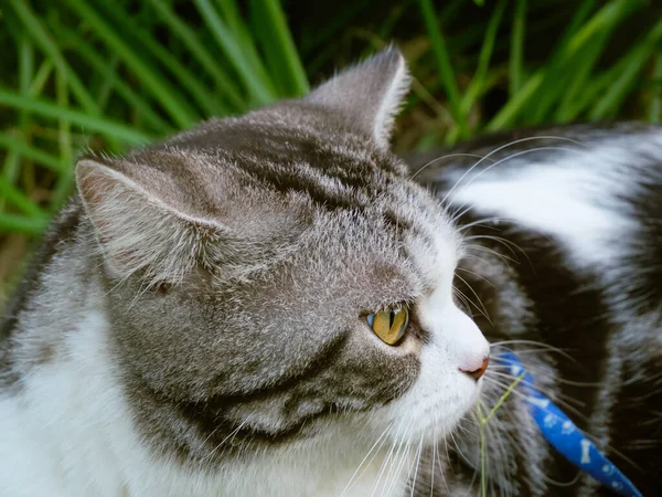 Lovely healthy cat with beautiful yellow eyes on fresh green grass outdoor in morning