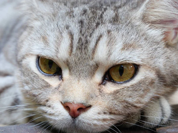 Cerca Hermosos Ojos Amarillos Gato Tabby Acostado Suelo Madera — Foto de Stock