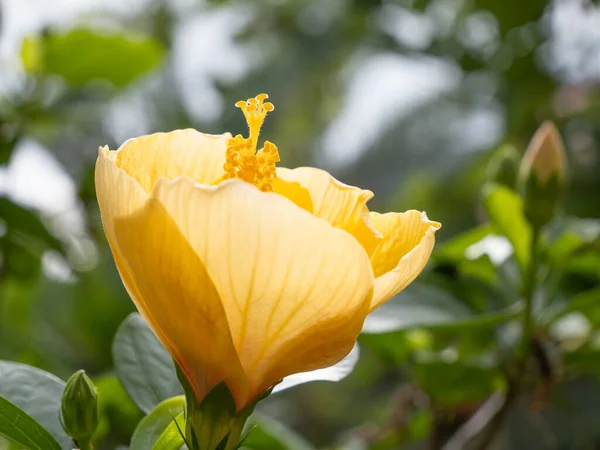 Flores Amarelas Bonitas Hibiscus Com Folha Verde Jardim Livre — Fotografia de Stock