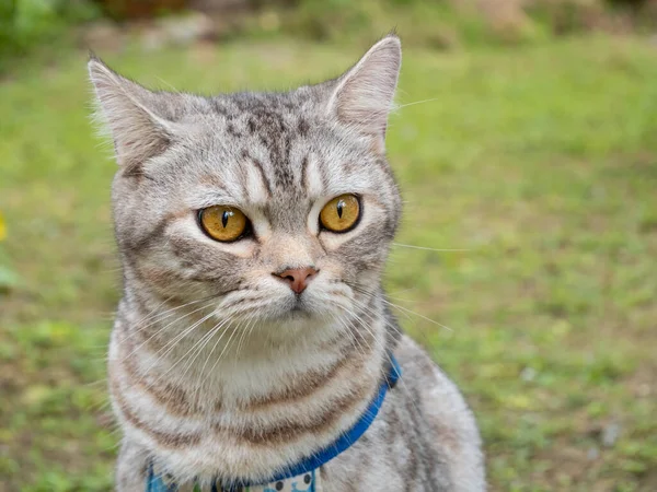 Lovely Healthy Cat Beautiful Yellow Eyes Fresh Green Grass Outdoor — Stock Photo, Image