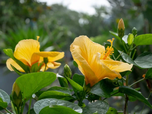 Belles Fleurs Jaunes Hibiscus Avec Feuille Verte Dans Jardin Extérieur — Photo