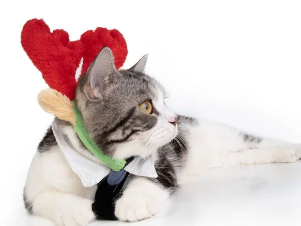 Gato Bonito Tabby Com Belos Olhos Amarelos Vestindo Gravata Arco — Fotografia de Stock