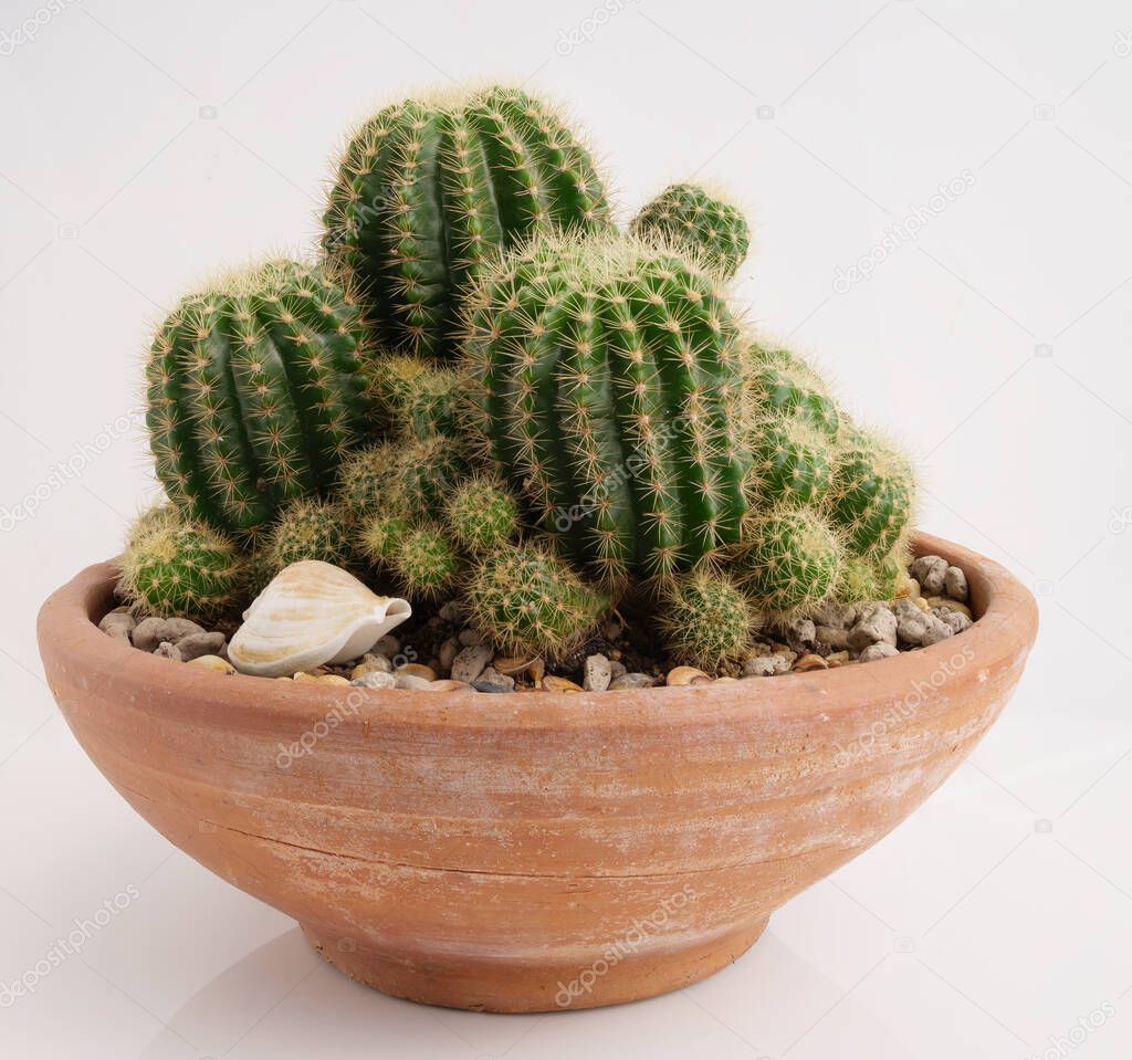 Cactus in brown clay pot over wwhite background
