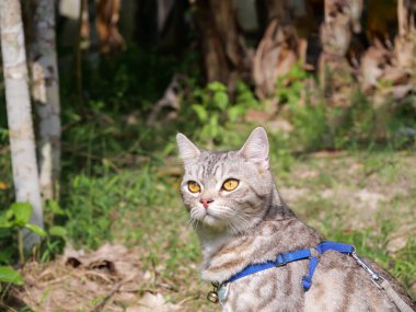 Güzelim kızıl kedisi, sarı gözlü, yakalı sabah yeşil bahçesinde dinleniyor.