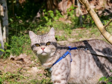 Güzelim kızıl kedisi, sarı gözlü, yakalı sabah yeşil bahçesinde dinleniyor.