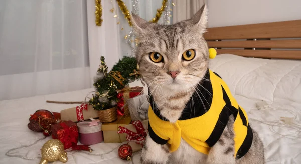 Gato Bonito Tabby Vestindo Camisa Amarela Com Ornamentos Natal Cama — Fotografia de Stock