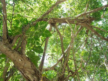 Benekli betel ya da Avustralya yerlisi canavar ya da ormanda büyük bir ağaca tırmanan şeytan sarmaşığı, doğa konsepti. 