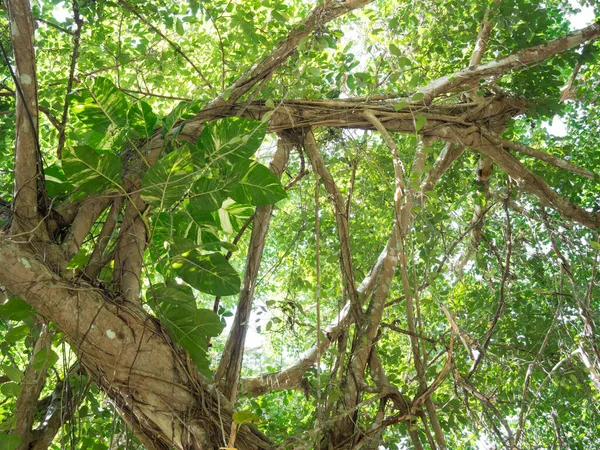 Benekli Betel Avustralya Yerlisi Canavar Ormanda Büyük Bir Ağaca Tırmanan — Stok fotoğraf