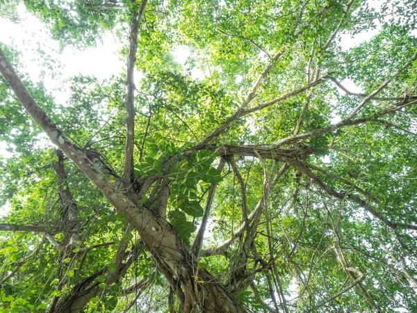 Betel Manchado Monstera Nativa Australiana Hiedra Del Diablo Trepando Sobre — Foto de Stock