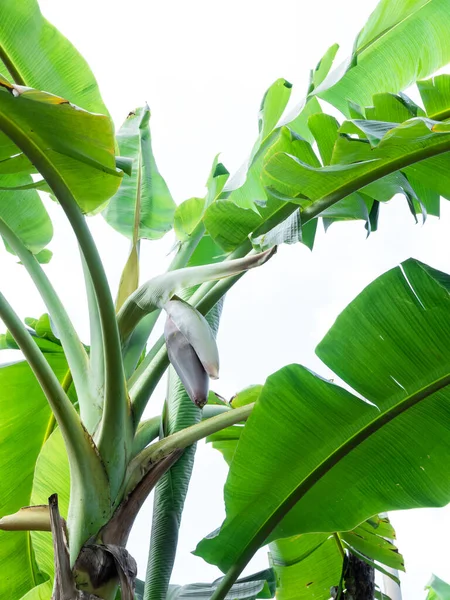 バナナの花は庭のバナナの木から白い背景に掛けられ ビーガンのための高いタンパク質 — ストック写真