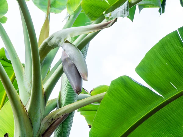 バナナの花は庭のバナナの木から白い背景に掛けられ ビーガンのための高いタンパク質 — ストック写真