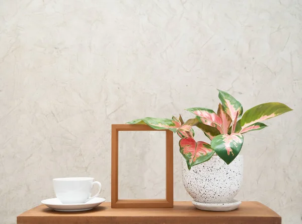 白色容器中的阿格劳内马室内植物 中国常绿植物 咖啡杯和水泥墙背景木架上的模型框架 — 图库照片