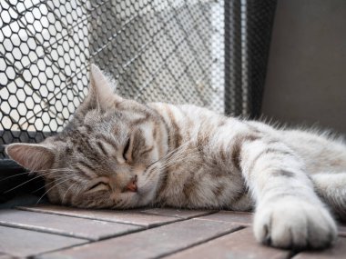 Şirin tekir kediyi kapat ve tahta zeminde uyu.