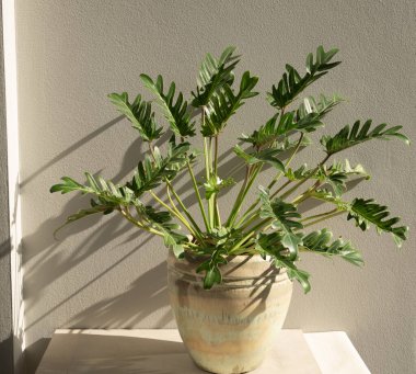 Philodendron xanadu botanik evi bitkisi güzel yeşil seramik kapta, çimento duvar arka planında