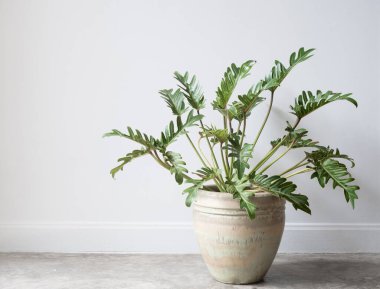 Philodendron xanadu botanik evi bitkisi güzel yeşil seramik kapta, beyaz odada, grunge beton zeminde.