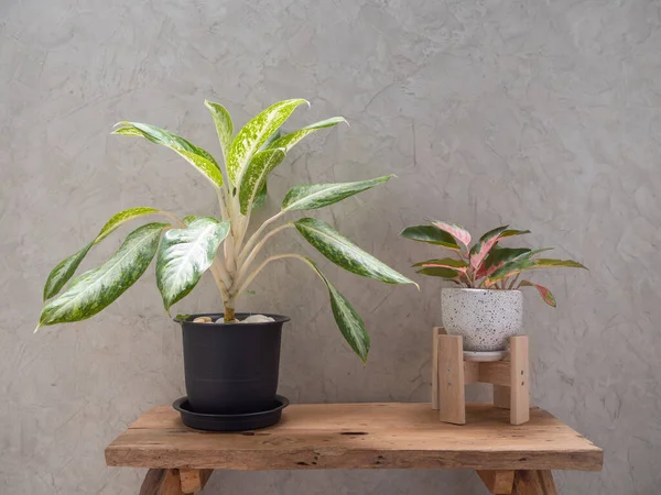 Aglaonema houseplant(Chinese Evergreen) in modern white and black  ceramic container  on wood table with cement wall background