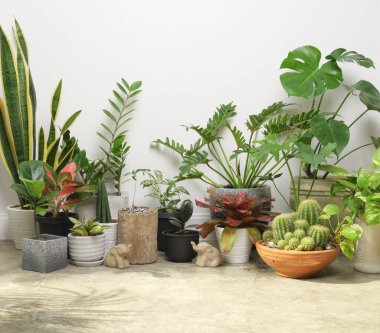 Çimento zemininde modern tarz konteynırlarda çeşitli ev bitkileri ve beyaz odada fil heykeli, Monstera, Philodendron selloum, Kaktüs, Aroid palmiyesi, Zamioculcas zamifolia, Ficus Lyrata, benekli beşik, yılan bitkisi ile doğal hava saflaştırılıyor.