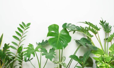Çeşitli ev bitkileri güzel yeşil yapraklar doğal havayı Monstera, filodendron selloum, Zamioculcas zamifolia, yılan bitkisi, beyaz arka planda benekli betle temizler.