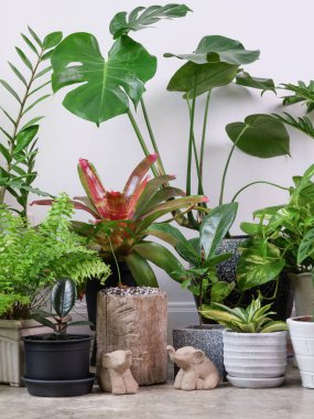 Çimento zemininde modern tarz konteynırlarda çeşitli ev bitkileri ve beyaz odada fil heykeli, Monstera, Philodendron selloum, Kaktüs, Aroid palmiyesi, Zamioculcas zamifolia, Ficus Lyrata, benekli beşik, yılan bitkisi ile doğal hava saflaştırılıyor.