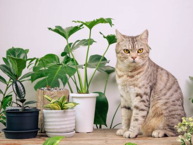 Tahta sehpanın üzerindeki portre zencefilli kedi, havayı temizleyen ev bitkileriyle Monstera, filodendron selloum, Zamioculcas zamifolia, yılan bitkisi, benekli betle, Ficus Lyrata, lastik bitki, beyaz odada kaktüs. 