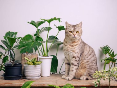 Tahta sehpanın üzerindeki portre zencefilli kedi, havayı temizleyen ev bitkileriyle Monstera, filodendron selloum, Zamioculcas zamifolia, yılan bitkisi, benekli betle, Ficus Lyrata, lastik bitki, beyaz odada kaktüs.