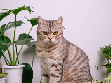 Tahta sehpanın üzerindeki portre zencefilli kedi, havayı temizleyen ev bitkileriyle Monstera, filodendron selloum, Zamioculcas zamifolia, yılan bitkisi, benekli betle, Ficus Lyrata, lastik bitki, beyaz odada kaktüs.