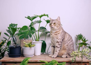 Tahta sehpanın üzerindeki portre zencefilli kedi, havayı temizleyen ev bitkileriyle Monstera, filodendron selloum, Zamioculcas zamifolia, yılan bitkisi, benekli betle, Ficus Lyrata, lastik bitki, beyaz odada kaktüs. 