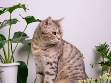 Tahta sehpanın üzerindeki portre zencefilli kedi, havayı temizleyen ev bitkileriyle Monstera, filodendron selloum, Zamioculcas zamifolia, yılan bitkisi, benekli betle, Ficus Lyrata, lastik bitki, beyaz odada kaktüs.